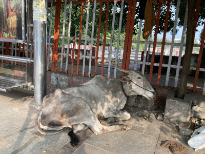 Sacred cows (literally) all over the place